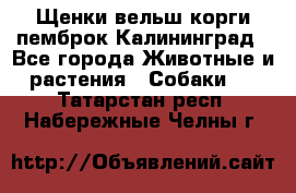 Щенки вельш корги пемброк Калининград - Все города Животные и растения » Собаки   . Татарстан респ.,Набережные Челны г.